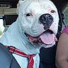 dog, white_dog, red_harness, tongue_out, car_interior, back_seat, pet, canine, happy, smiling, close_up, animal, domestic_animal, seatbelt, window, person, human_arm, vehicle, travel, leisure