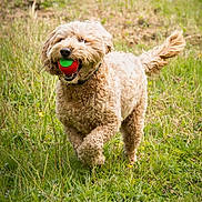 Ted is registered to the contest to win money with this photo: dog, ball, grass, field, outdoor, pet, playful, happy, curly_fur, canine, running, nature, fetch, animal, green, summer, sunlight, tail, collar, park