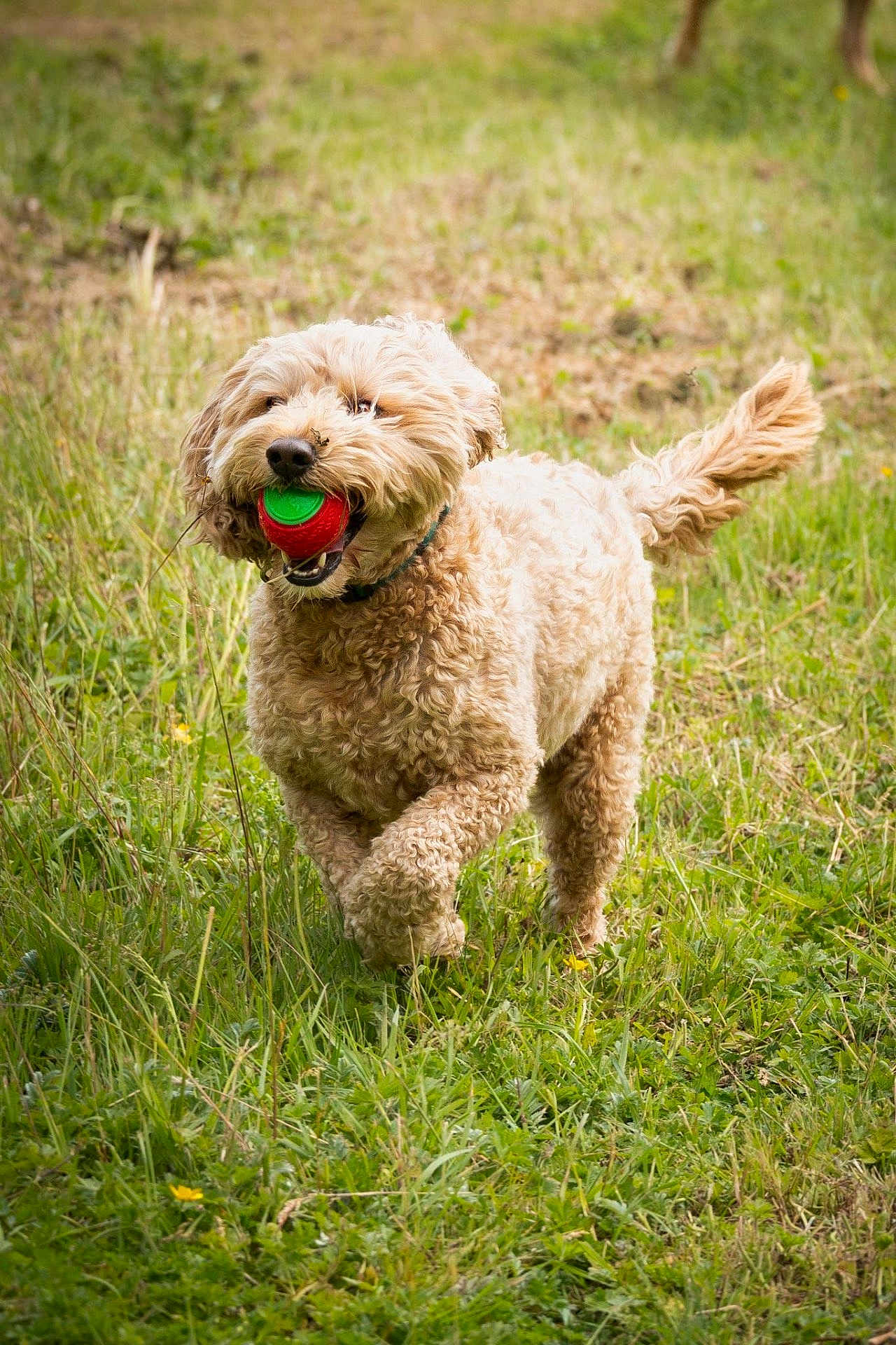 Ted is registered to the contest to win money with this photo: dog, ball, grass, field, outdoor, pet, playful, happy, curly_fur, canine, running, nature, fetch, animal, green, summer, sunlight, tail, collar, park