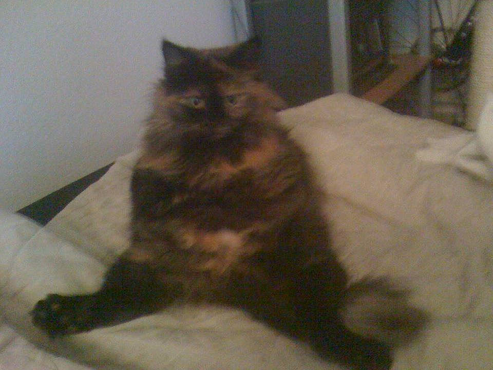 Chipy a rejoint le concours — aidez-le/la à gagner de superbes lots ! carnivore, cat, claw, comfort, domestic_short_haired_cat, felidae, flooring, fur, paw, sitting, small_to_medium_sized_cats, tail, terrestrial_animal, whiskers