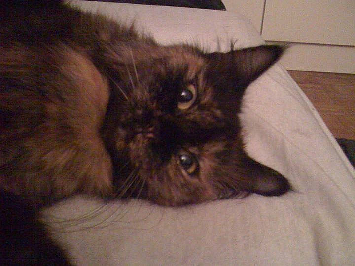 Chipy participe au concours pour gagner de l'argent avec cette photo : black_cat, carnivore, cat, claw, comfort, domestic_short_haired_cat, fawn, felidae, fur, small_to_medium_sized_cats, snout, tail, terrestrial_animal, whiskers