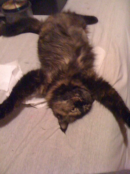 Chipy a rejoint le concours — aidez-le/la à gagner de superbes lots ! black_cat, carnivore, cat, claw, comfort, dog_breed, domestic_short_haired_cat, felidae, flooring, fur, hardwood, nap, paw, small_to_medium_sized_cats, tail, terrestrial_animal, whiskers, wood