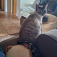 Bee is registered to the contest to win money with this photo: cat, tabby_cat, blue_eyes, couch, armrest, person, clothing, indoor, living_room, tile_floor, rug, furniture, seated, pet, tail, looking_back, cozy, home_interior, blanket, casual