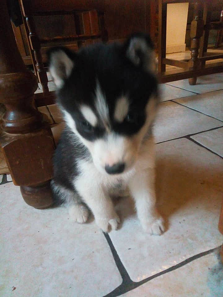 Shadow participe au concours pour gagner de l'argent avec cette photo : alaskan_klee_kai, alaskan_malamute, canadian_eskimo_dog, canidae, carnivore, dog, dog_breed, labrador_husky, mammal, miniature_siberian_husky, native_american_indian_dog, puppy, sakhalin_husky, seppala_siberian_sleddog, siberian_husky, sled_dog, tamaskan_dog, vertebrate, wolfdog, working_dog