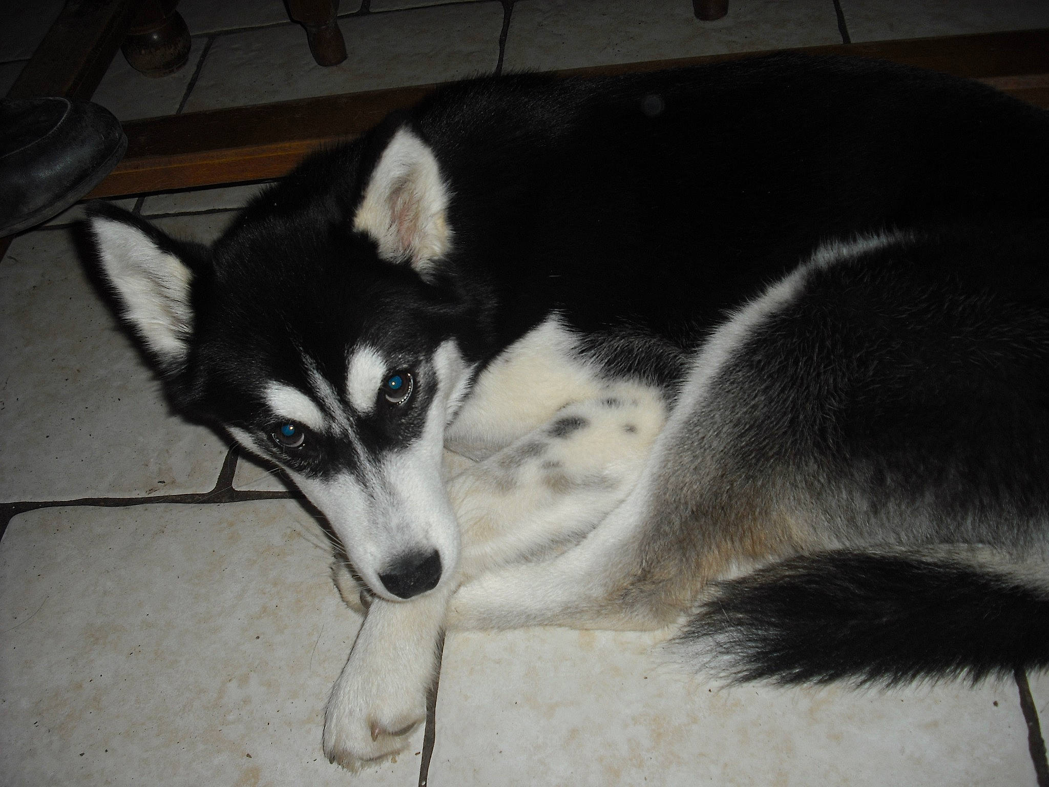 Shadow participe au concours pour gagner de l'argent avec cette photo : alaskan_malamute, canadian_eskimo_dog, canidae, carnivore, dog, dog_breed, east_siberian_laika, labrador_husky, mammal, miniature_siberian_husky, native_american_indian_dog, northern_inuit_dog, sakhalin_husky, seppala_siberian_sleddog, siberian_husky, sled_dog, snout, tamaskan_dog, vertebrate, wolfdog