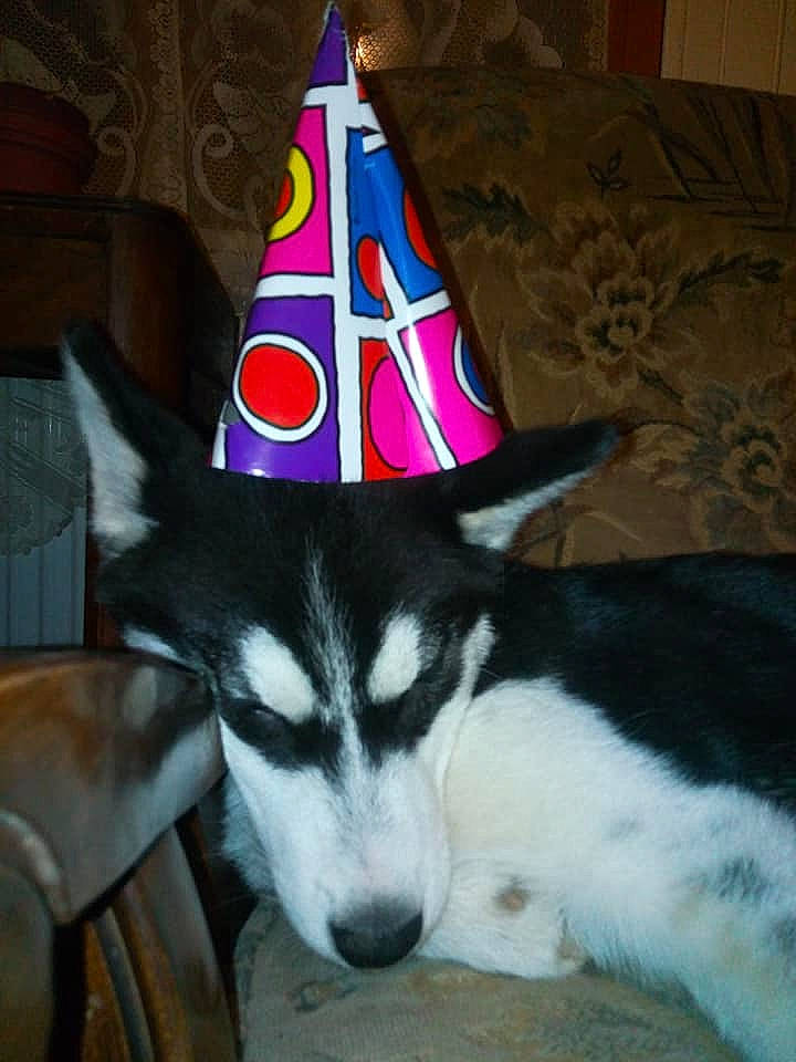 Shadow a rejoint le concours — aidez-le/la à gagner de superbes lots ! alaskan_malamute, canidae, carnivore, dog, dog_breed, mammal, party_hat, party_supply, siberian_husky, sled_dog