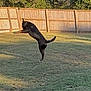 Glock is registered to the contest to win money with this photo: dog, pet, jumping, midair, backyard, fence, grass, lawn, action_shot, playful, athletic, sunset_lighting, shadow, outdoor, canine, chasing, frisbee, motion, silhouette, summer