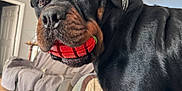 Glock joined the competition — help win amazing prizes! dog, rottweiler, pet, indoor, living_room, sofa, couch, toy, red_ball, muzzle, face, close_up, black_fur, collar, ceiling_fan, playful, chewing, wood_floor, blanket, nose