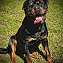 Glock is registered to the contest to win money with this photo: dog, rottweiler, tongue_out, panting, sitting, grass, outdoor, pet, portrait, black_coat, brown_markings, happy, smile, close_up, paws, ears, eyes, muzzle, sunlight, nature