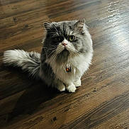 Gucci joined the competition — help win amazing prizes! cat, persian_cat, long_hair, fluffy, pet, feline, indoor, wooden_floor, sitting, portrait, whiskers, green_eyes, collar, bell, paws, tail, closeup, fur, looking_up, domestic_animal