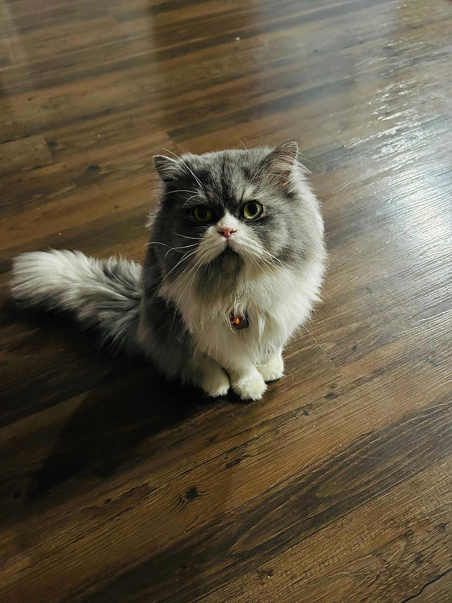 Gucci joined the competition — help win amazing prizes! cat, persian_cat, long_hair, fluffy, pet, feline, indoor, wooden_floor, sitting, portrait, whiskers, green_eyes, collar, bell, paws, tail, closeup, fur, looking_up, domestic_animal