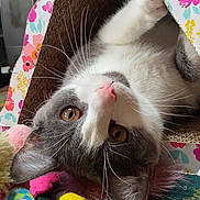 Zippy is registered to the contest to win money with this photo: animal, brown_eyes, cardboard_scratch_pad, cat, closeup, colorful, curious, domestic_cat, ears, feline, fur, indoor, pet, pink_nose, playful, relaxed, soft_texture, toy, upside_down, whiskers