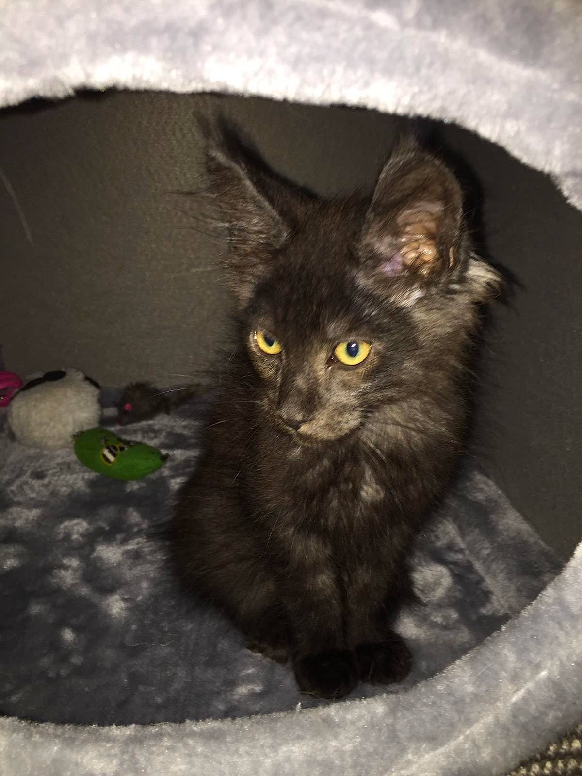 Pumba participe au concours pour gagner de l'argent avec cette photo : asian, black_cat, carnivore, cat, domestic_long_haired_cat, domestic_short_haired_cat, european_shorthair, eye, felidae, fur, german_rex, kitten, korat, mammal, nebelung, small_to_medium_sized_cats, snout, turkish_angora, vertebrate, whiskers