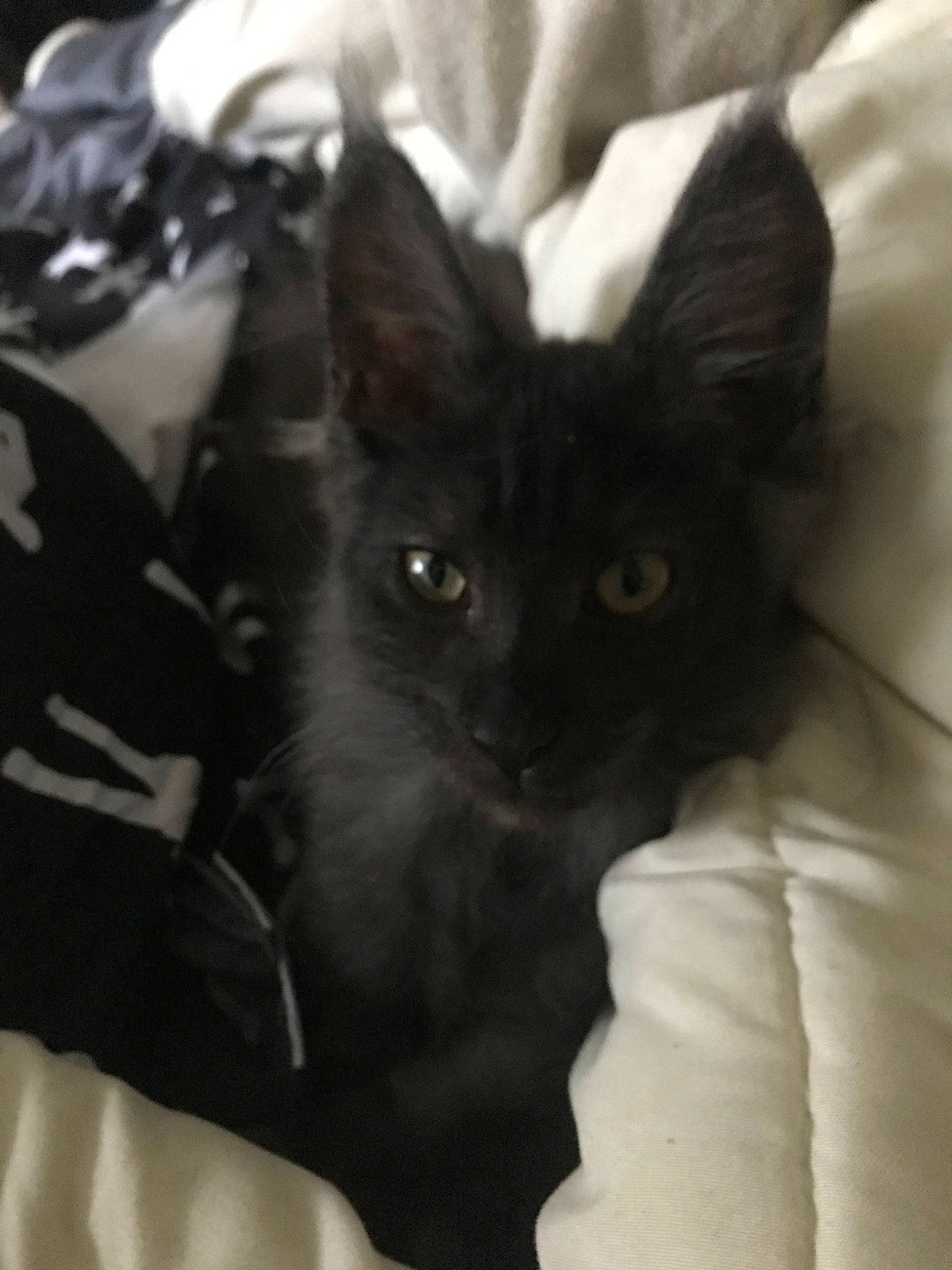 Pumba a rejoint le concours — aidez-le/la à gagner de superbes lots ! asian, black, black_and_white, black_cat, carnivore, cat, ear, felidae, fur, kitten, mammal, oriental_longhair, small_to_medium_sized_cats, whiskers