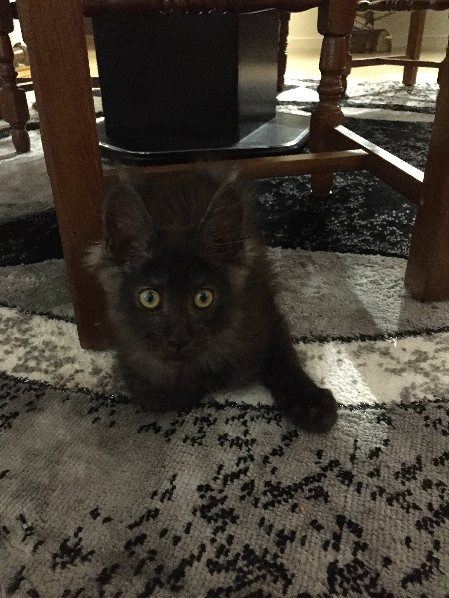 Pumba participe au concours pour gagner de l'argent avec cette photo : asian, black_cat, bombay, carnivore, cat, domestic_short_haired_cat, eye, felidae, floor, flooring, fur, kitten, korat, leg, polydactyl_cat, small_to_medium_sized_cats, square, tail, tile, whiskers