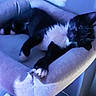 Lolly participe au concours pour gagner de l'argent avec cette photo : kitten, cat, black_and_white, cat_bed, relaxed, indoor, feline, pet, paw, cozy, fabric, resting, cute, animal, young, soft_light, blue_tone, whiskers, playful, domestic