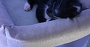 Lolly participe au concours pour gagner de l'argent avec cette photo : kitten, cat, pet, feline, black_and_white, resting, bed, cozy, indoor, soft, fur, animal, cute, sleepy, whiskers, paws, small, comfort, relaxing, home