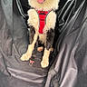 Arès a rejoint le concours — aidez-le/la à gagner de superbes lots ! dog, black_and_white, red_harness, car_interior, seat_cover, tongue_out, pet, animal, sitting, happy, canine, vehicle, backseat, fur, paw, leash_attachment, door_panel, window, sunlight, seatbelt
