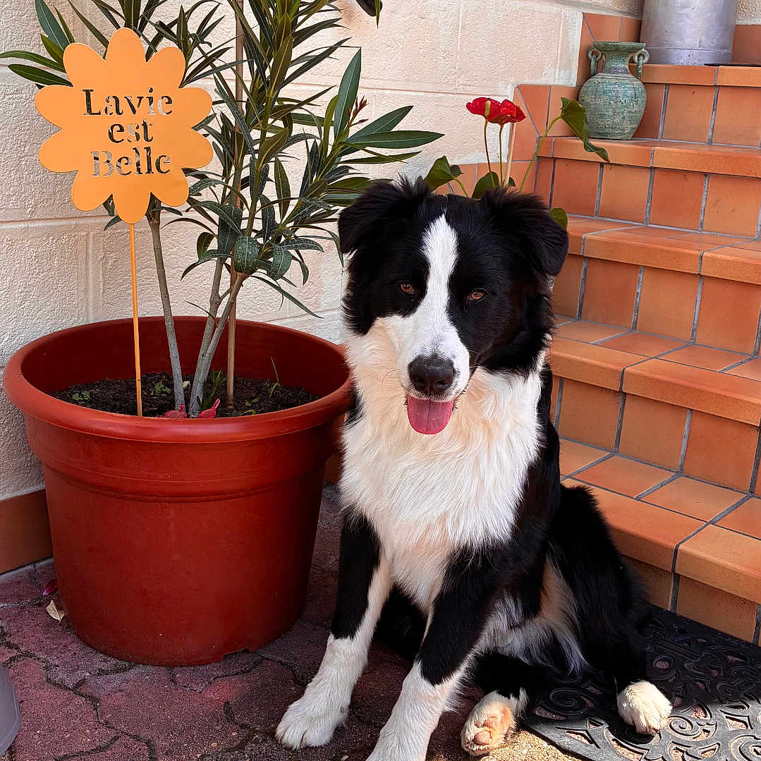 Arès participe au concours pour gagner de l'argent avec cette photo : dog, black_and_white, sitting, plant, flower_pot, stairs, terracotta, outdoor, sunny, brick_floor, sign, text_overlay, metal_can, green_leaves, pet, happy, tongue_out, home, decor, cute