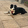 Arès a rejoint le concours — aidez-le/la à gagner de superbes lots ! dog, black_and_white, lying_down, harness, outdoor, patio, stone_floor, bone_treat, wooden_fence, planter, metal_milk_can, pet, canine, relaxed, daylight, domestic_animal, backyard, fur, muzzle, ears