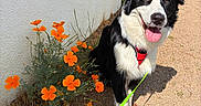 Arès a rejoint le concours — aidez-le/la à gagner de superbes lots ! dog, black_and_white, border_collie, flowers, orange_flowers, sidewalk, leash, harness, sunny, outdoor, nature, pet, happy, tongue_out, grass, wall, shadows, greenery, summer, walk