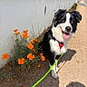 dog, black_and_white, border_collie, flowers, orange_flowers, sidewalk, leash, harness, sunny, outdoor, nature, pet, happy, tongue_out, grass, wall, shadows, greenery, summer, walk
