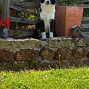 Arès a rejoint le concours — aidez-le/la à gagner de superbes lots ! dog, black_and_white, sitting, stone_wall, garden, grass, wooden_fence, flower_pot, birdhouse, sunlight, outdoor, plants, greenery, pet, nature, daylight, animal, relaxed, calm, fence