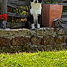 dog, black_and_white, sitting, stone_wall, garden, grass, wooden_fence, flower_pot, birdhouse, sunlight, outdoor, plants, greenery, pet, nature, daylight, animal, relaxed, calm, fence