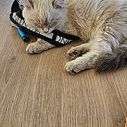 Aaron participe au concours pour gagner de l'argent avec cette photo : cat, sleeping, wooden_table, plant, plant_pot, fur, paw, ear, indoor, window, chair, strap, accessory, blue_object, nap, cozy, closeup, sunlight, relaxed, pet