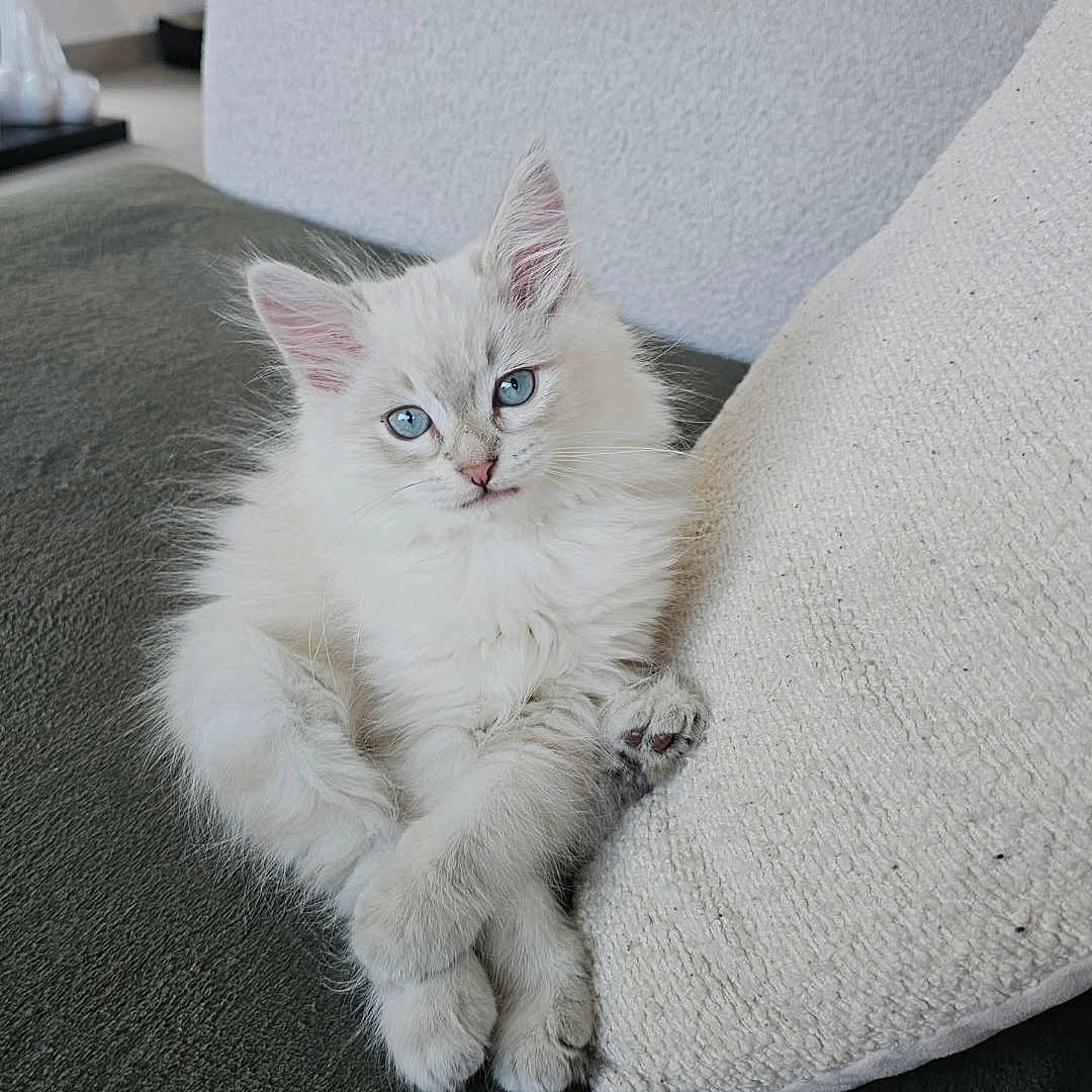 Aaron participe au concours pour gagner de l'argent avec cette photo : blue_eyes, cat, couch, cozy, cute, domestic_cat, ears, fluffy, fur, furniture, gaze, indoor, kitten, living_room, paws, pet, pillow, portrait, relaxing, whiskers
