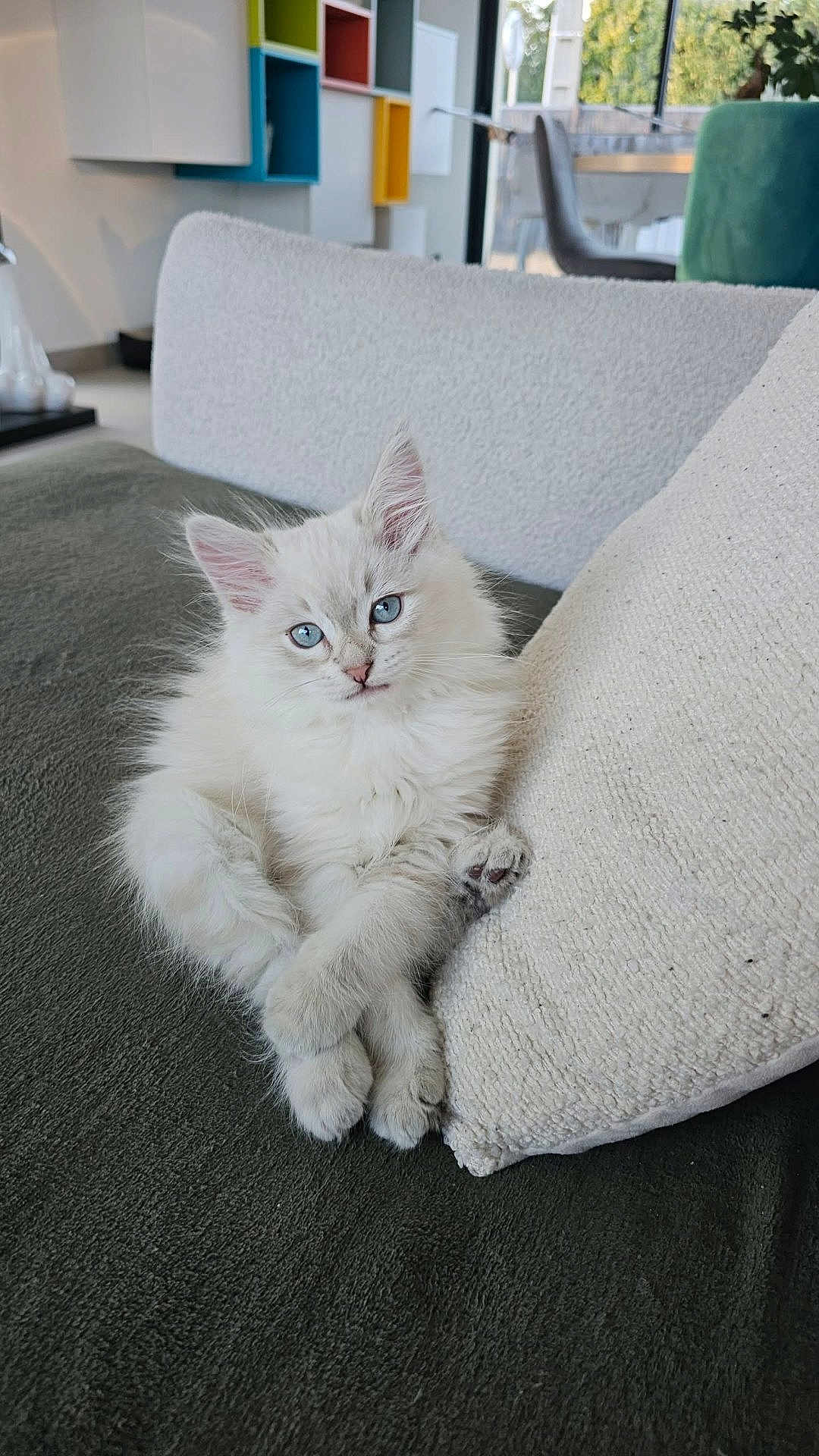 Aaron participe au concours pour gagner de l'argent avec cette photo : cat, kitten, blue_eyes, fluffy, fur, paws, couch, pillow, indoor, living_room, furniture, cozy, relaxing, portrait, whiskers, ears, domestic_cat, pet, cute, gaze