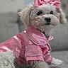 dog, pet, animal, white_dog, fluffy, pink_bow, pink_outfit, satin, cute, indoors, couch, portrait, furry, small_dog, fashion, bow, relaxed, costume, domestic_animal, cozy