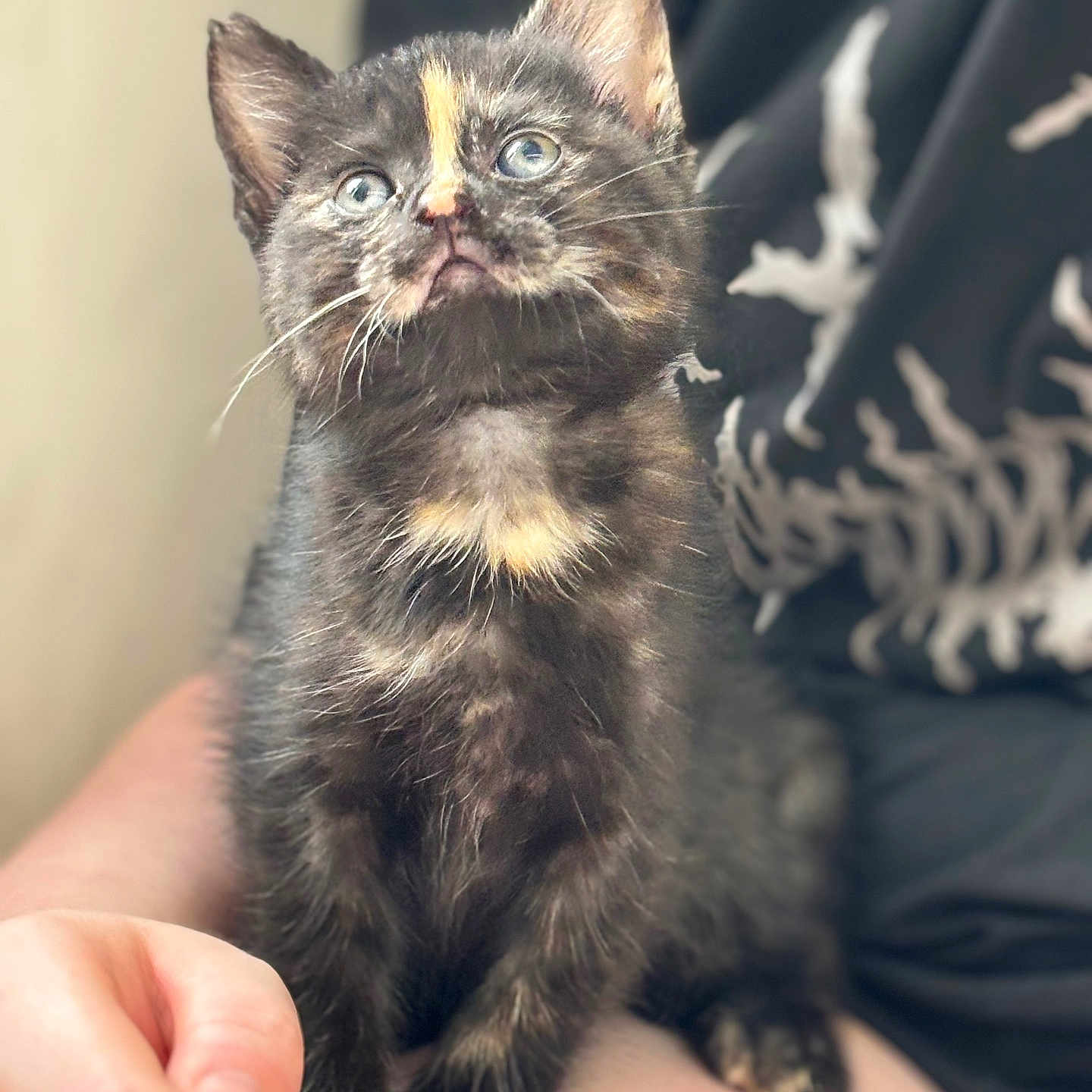 Talullah joined the competition — help win amazing prizes! abyssinian, animal, bodypart, brasssection, cat, finger, hand, horn, kitten, manx, musicalinstrument, person, pet, siamese