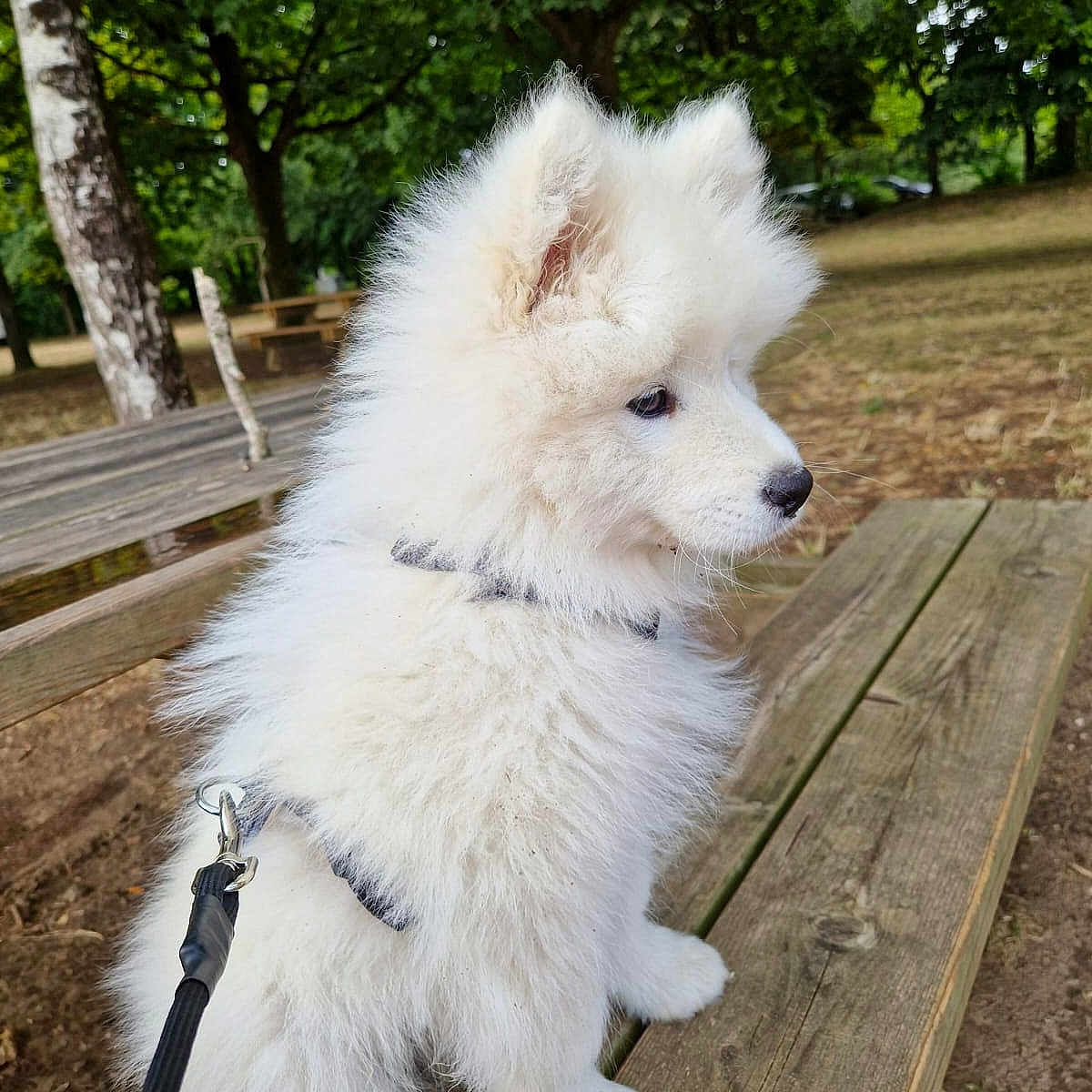 Aïko a rejoint le concours — aidez-le/la à gagner de superbes lots ! animal, calm, cute, dog, fluffy, greenery, harness, leash, nature, outdoor, park, pet, picnic_table, puppy, side_view, sitting, trees, white_fur, wood, young