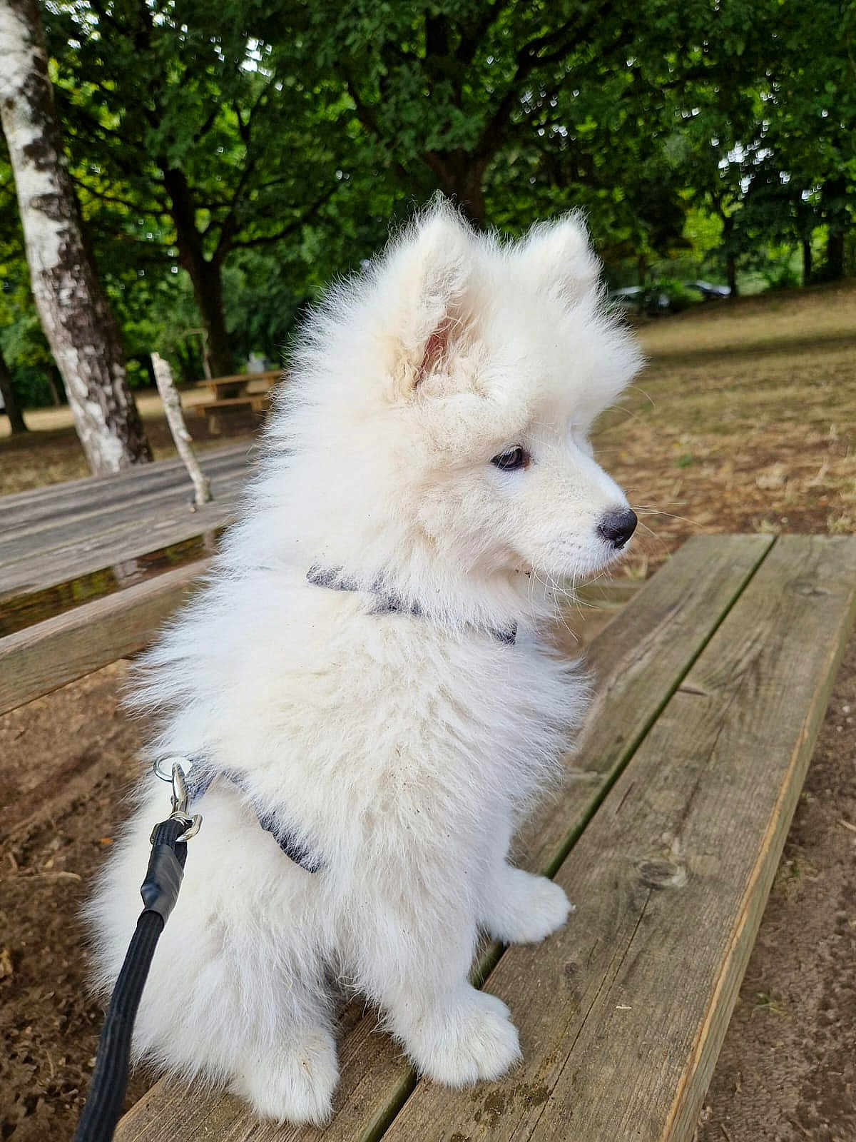 Aïko a rejoint le concours — aidez-le/la à gagner de superbes lots ! puppy, dog, white_fur, fluffy, sitting, leash, harness, picnic_table, wood, outdoor, park, trees, greenery, nature, cute, pet, animal, young, side_view, calm