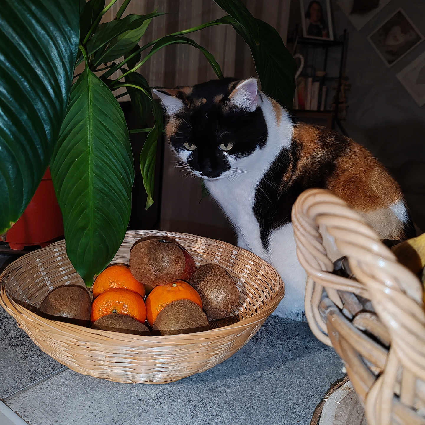 Mimine participe au concours pour gagner de l'argent avec cette photo : calico_cat, cat, close_up, cozy, curious, domestic_cat, feline, fruit_basket, green_leaves, home_decor, indoor, kiwi, natural_light, orange, pets, plant, still_life, table, tabletop, wicker_basket