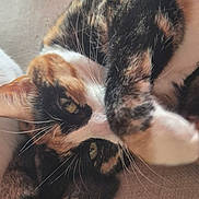 Star joined the competition — help win amazing prizes! cat, calico, pet, animal, close_up, fur, whiskers, paw, relaxed, curled_up, indoor, cute, face, eyes, soft, sleepy, cozy, feline, domestic_animal, resting