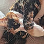 cat, calico, pet, animal, close_up, fur, whiskers, paw, relaxed, curled_up, indoor, cute, face, eyes, soft, sleepy, cozy, feline, domestic_animal, resting