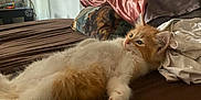 Bené participe au concours pour gagner de l'argent avec cette photo : kitten, cat, orange_and_white, fluffy, bed, brown_bedspread, pillows, clothes, indoor, relaxed, pet, feline, cute, sleepy, lying_down, cozy, fur, whiskers, animal, domestic