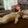 kitten, cat, orange_and_white, fluffy, bed, brown_bedspread, pillows, clothes, indoor, relaxed, pet, feline, cute, sleepy, lying_down, cozy, fur, whiskers, animal, domestic