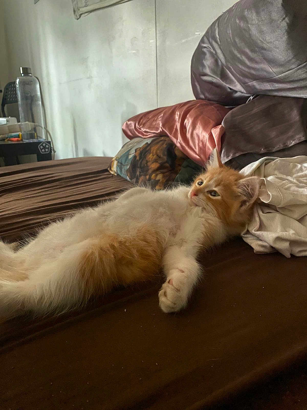 Bené participe au concours pour gagner de l'argent avec cette photo : kitten, cat, orange_and_white, fluffy, bed, brown_bedspread, pillows, clothes, indoor, relaxed, pet, feline, cute, sleepy, lying_down, cozy, fur, whiskers, animal, domestic