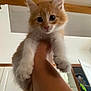 Bené a rejoint le concours — aidez-le/la à gagner de superbes lots ! kitten, cat, orange_cat, white_cat, fluffy, pet, animal, indoor, hand, holding, curious, cute, feline, young, fur, paw, ears, eyes, room, ceiling