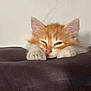Bené a rejoint le concours — aidez-le/la à gagner de superbes lots ! kitten, cat, orange_cat, white_paws, sleepy, pet, animal, fur, cute, indoor, resting, close_up, whiskers, ears, pink_nose, soft, young_cat, domestic_cat, feline, relaxed