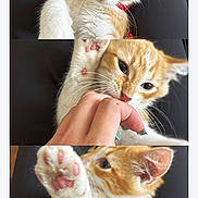 Bené a rejoint le concours — aidez-le/la à gagner de superbes lots ! kitten, cat, orange_cat, white_cat, pet, playful, paw, collar, curious, nibble, hand, close_up, furry, cute, animal, indoor, black_background, three_panel, domestic_cat, young_cat