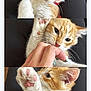 kitten, cat, orange_cat, white_cat, pet, playful, paw, collar, curious, nibble, hand, close_up, furry, cute, animal, indoor, black_background, three_panel, domestic_cat, young_cat