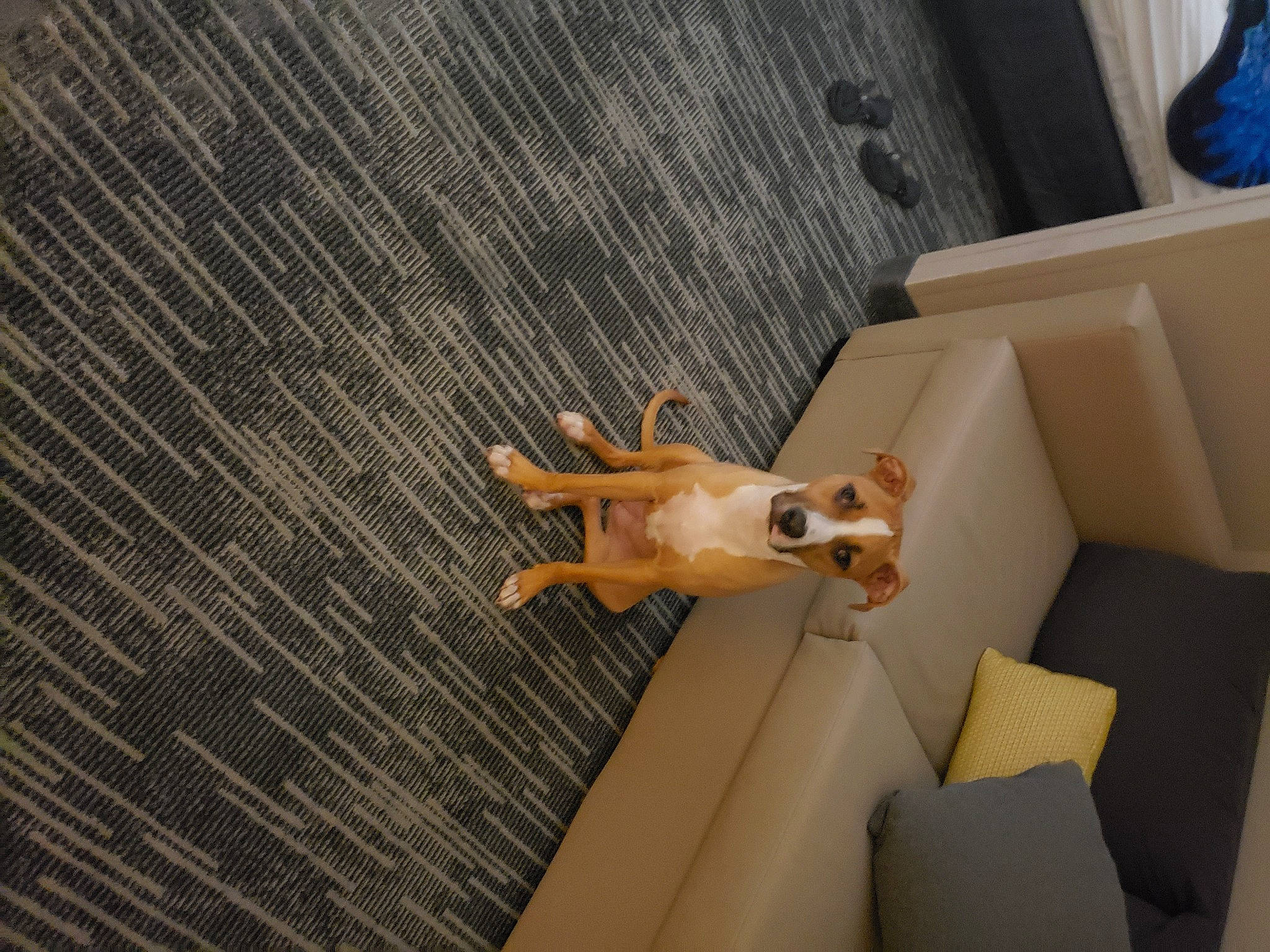 Whiskey is registered to the contest to win money with this photo: canidae, carnivore, chihuahua, companion_dog, dog, dog_breed, fawn, floor, flooring, tail