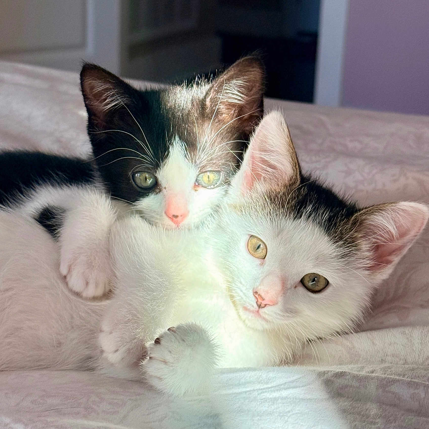 Wrenley And Rainey joined the competition — help win amazing prizes! adorable, bed, black_and_white, blanket, cat, closeup, cuddling, eyes, fur, indoor, kitten, nose, paws, pet, portrait, relaxed, soft_texture, sunlight, two_kittens, whiskers