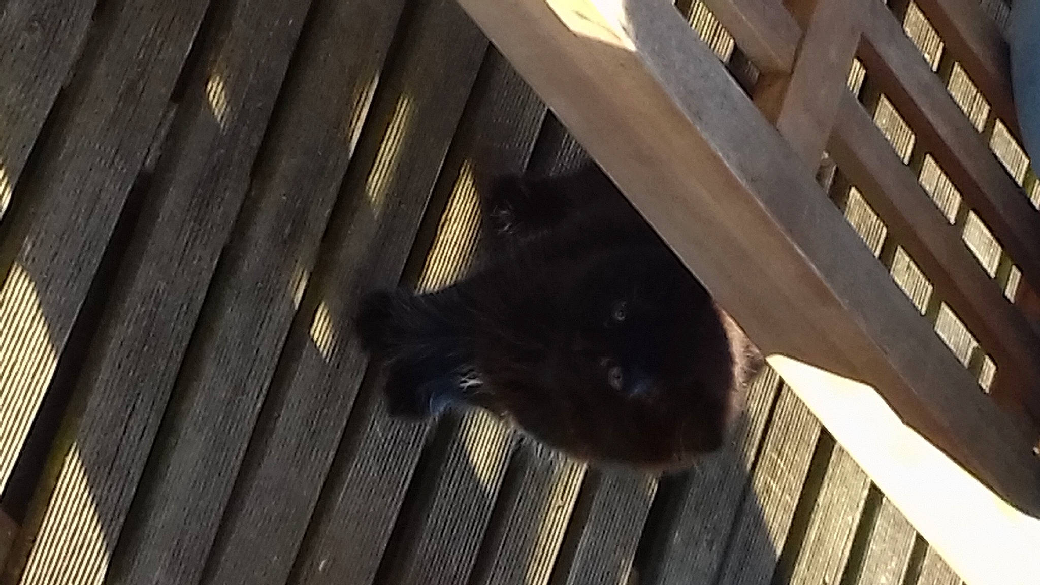 Bouba a rejoint le concours — aidez-le/la à gagner de superbes lots ! animal_shelter, building, cage, daylighting, felidae, flooring, fur, hardwood, metal, pattern, rodent, shadow, small_to_medium_sized_cats, snout, tail, terrestrial_animal, tints_and_shades, whiskers, window, wood