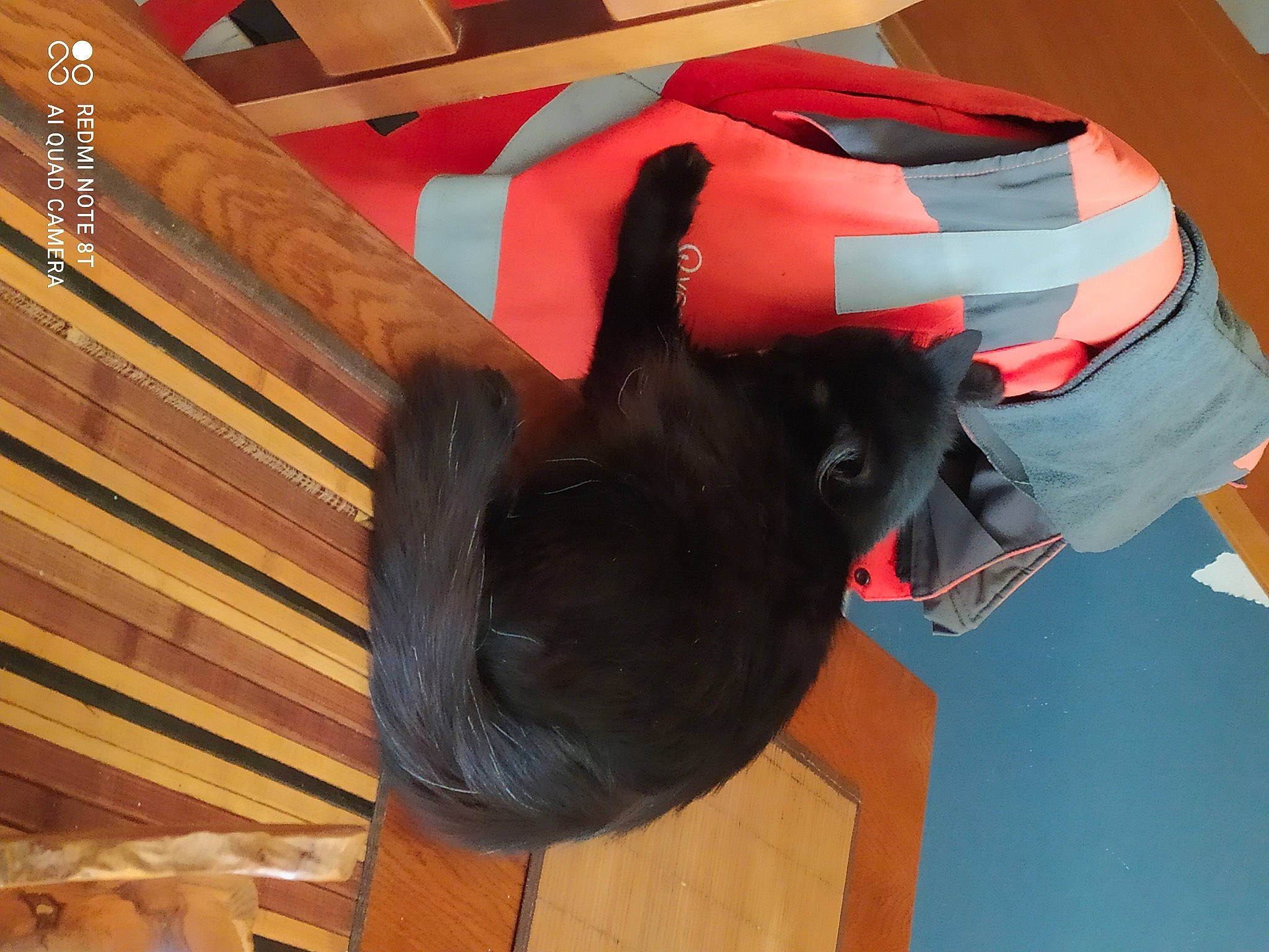 Bouba a rejoint le concours — aidez-le/la à gagner de superbes lots ! carmine, carnivore, comfort, dog, dog_breed, electric_blue, fashion_accessory, flooring, fur, hardwood, headgear, natural_material, personal_protective_equipment, room, sleeve, sporting_group, tail, wood, wood_stain, working_animal