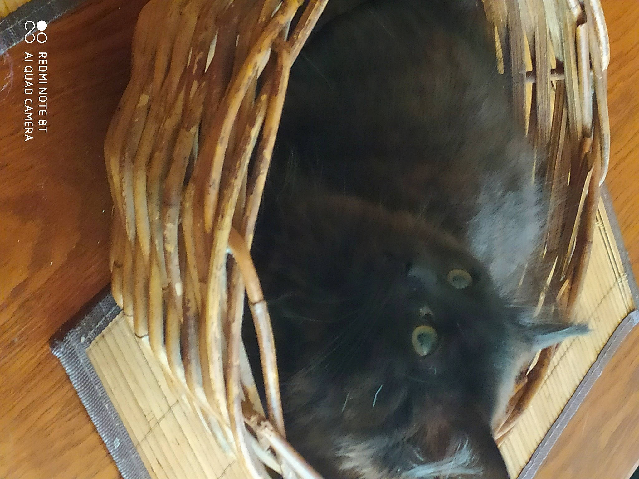 Bouba participe au concours pour gagner de l'argent avec cette photo : black_cat, carnivore, cat, cat_supply, circle, domestic_short_haired_cat, felidae, fur, hardwood, pet_supply, plywood, small_to_medium_sized_cats, snout, tail, terrestrial_animal, varnish, whiskers, window, wood, wood_stain